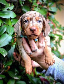 Cuccioli di bassotto tedesco arlecchino