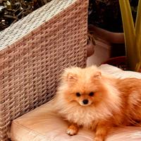 Spitz pomeriana di 1 anno femmina