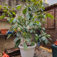 Avocado adulto in vaso