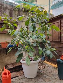Avocado adulto in vaso