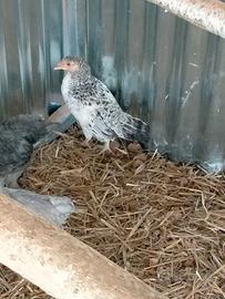 Galline ovaiole di 4 mesi