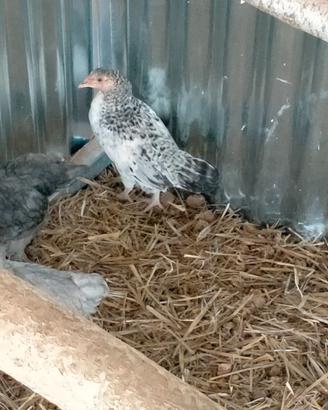 Galline ovaiole di 4 mesi