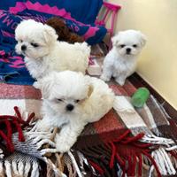 Nobile maltese coreano ,,big eyes'' maschio