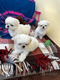 Nobile maltese coreano ,,big eyes'' maschio