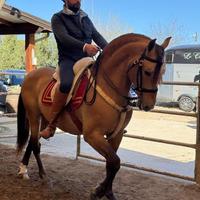 Cavallo Spagnolo Basky Dorato Beretta