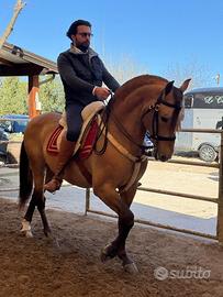 Cavallo Spagnolo Basky Dorato Beretta