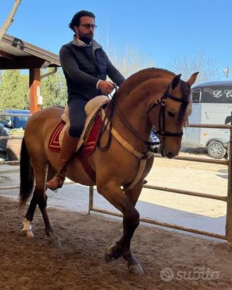 Cavallo Spagnolo Basky Dorato Beretta