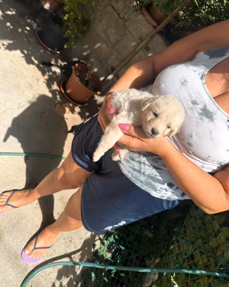 Cagnolini