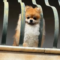 Fidanzata per spitz di Pomerania babà