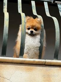 Fidanzata per spitz di Pomerania babà