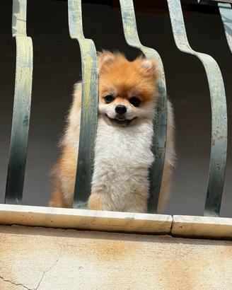 Fidanzata per spitz di Pomerania babà