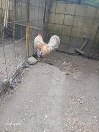 Gallo legbar