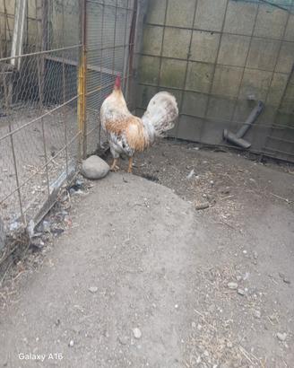 Gallo legbar