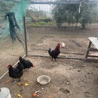 Marans
