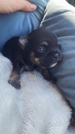 Chihuahua a pelo lungo toy