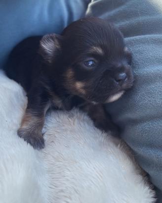 Chihuahua a pelo lungo toy