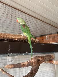 Parrocchetto alessandrino