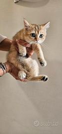 British shorthair
