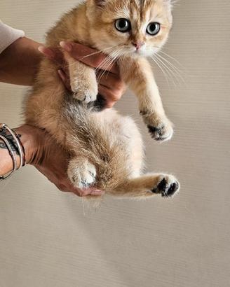 British shorthair