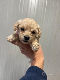 Cuccioli di barbone nani