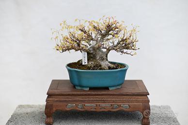 Bonsai kaede shohin