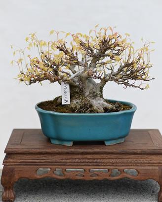 Bonsai kaede shohin