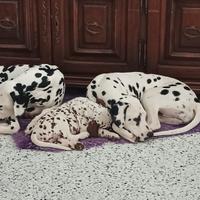Cucciolo Dalmata udente bilaterale