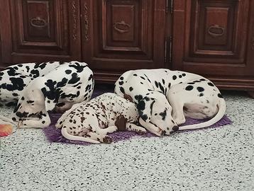 Cucciolo Dalmata udente bilaterale