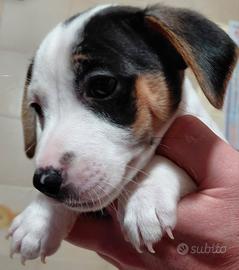 Cucciolo maschio di Jack Russel