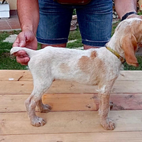 Spinone italiano