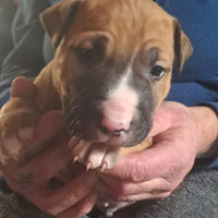 Fine marzo inizio aprile