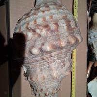 conchiglia gigante