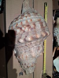 conchiglia gigante