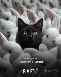 Grafica freelance