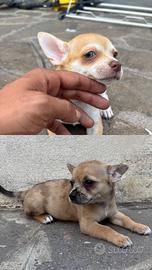 Cuccioli di Chihuahua