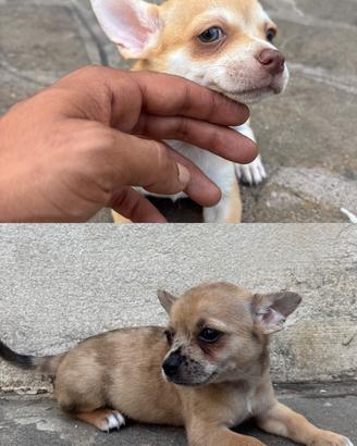 Cuccioli di Chihuahua