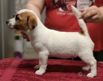 Jack Russell cucciolo