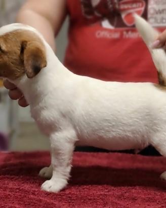 Jack Russell cucciolo