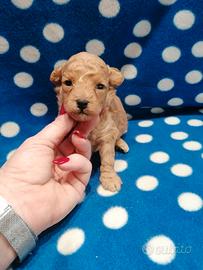 Barboncino nano cucciolo maschio