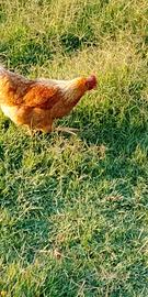 Galline ovaiole