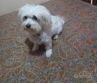 Cane maltese femina 8 mesi