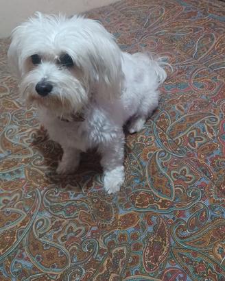 Cane maltese femina 8 mesi