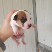 Jack russel