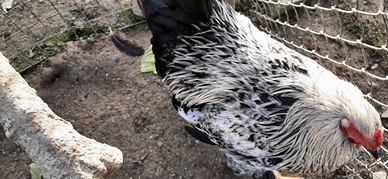 Gallo pesante Brahma