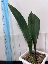 Sansevieria grandis