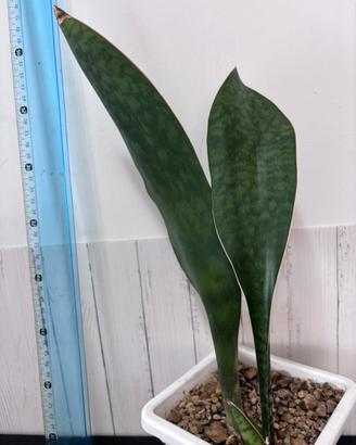 Sansevieria grandis
