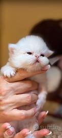 Gatti persiani