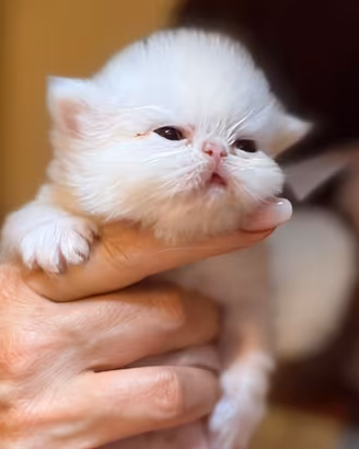 Gatti persiani