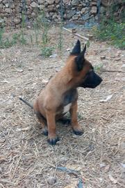 Disponibili cuccioli di pastore belga malinois