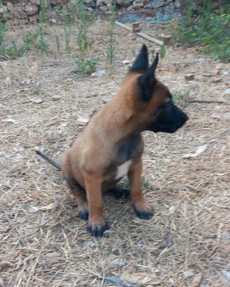 Disponibili cuccioli di pastore belga malinois